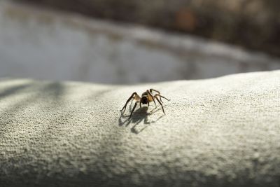 Spider Extermination Service